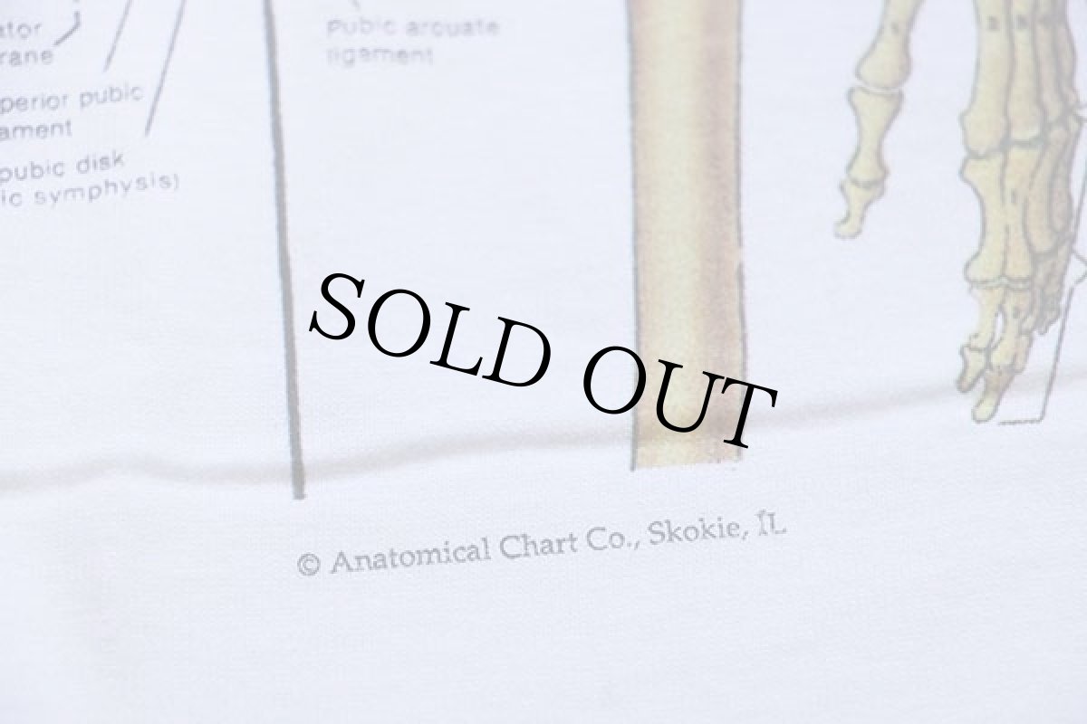 画像4: デッドストック★00s Anatomical Chart Co. 人体 骨格 模型 コットンTシャツ 白 L (4)