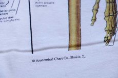 画像4: デッドストック★00s Anatomical Chart Co. 人体 骨格 模型 コットンTシャツ 白 L (4)