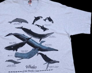 90s オーストラリア製 STUSSYステューシー 黒タグ 8ボール コットンT