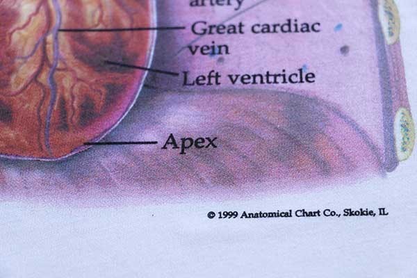 石見銀山 90s 耳 三半規管 Anatomical Chart co 解剖図 Tシャツ - T